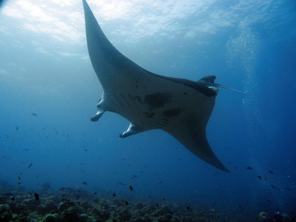 Boutique Diving Гостевой дом 4*