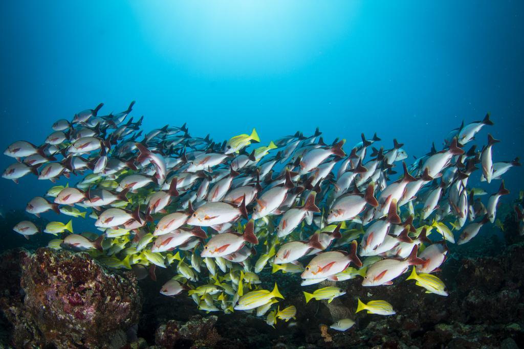 Boutique Diving Гостевой дом Дигура