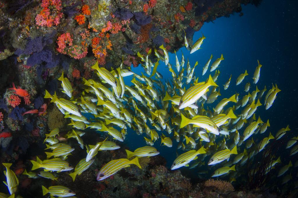 Гостевой дом Boutique Diving 4*