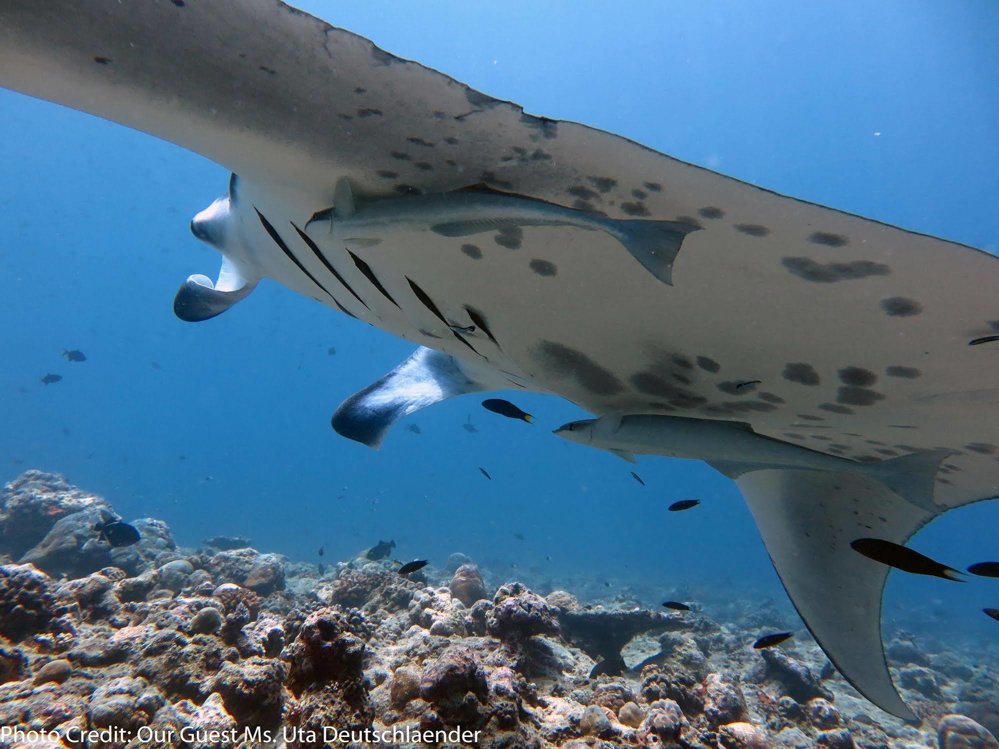 Boutique Diving