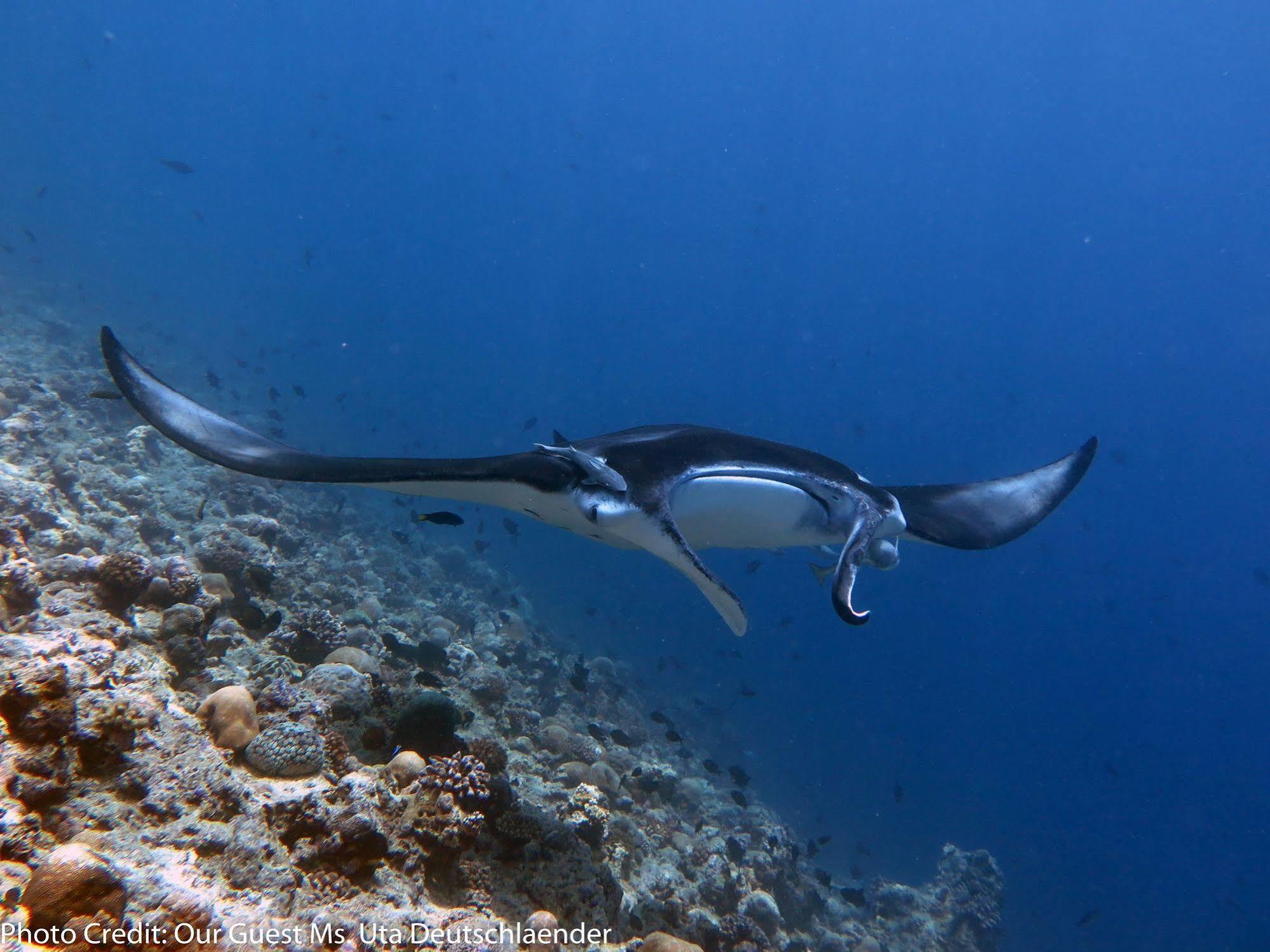 Boutique Diving 4*