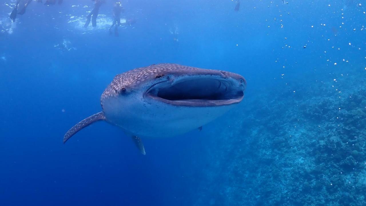 Boutique Diving Гостевой дом Дигура